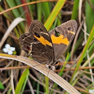 Tisiphone abeona at Budawang, NSW - 29 Dec 2024 01:55 PM