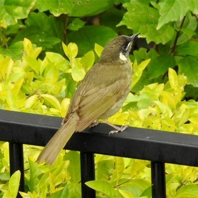 Meliphaga lewinii (Lewin's Honeyeater) at Rainbow Flat, NSW - 28 Dec 2024 by KMcCue