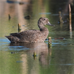 Stictonetta naevosa (Freckled Duck) at Fyshwick, ACT - 28 Dec 2024 by Gallpix