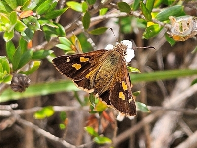 Toxidia andersoni (Southern Grass-skipper) at Budawang, NSW - 29 Dec 2024 by MatthewFrawley