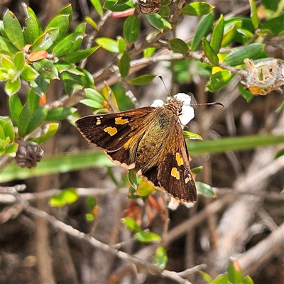 Toxidia andersoni (Southern Grass-skipper) at Budawang, NSW - 29 Dec 2024 by MatthewFrawley