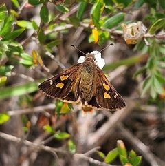 Toxidia andersoni at Budawang, NSW - 29 Dec 2024