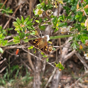 Toxidia andersoni at Budawang, NSW - 29 Dec 2024