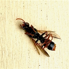 Unidentified Wasp (Hymenoptera, Apocrita) at Rainbow Flat, NSW - 27 Dec 2024 by KMcCue