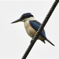 Todiramphus sanctus (Sacred Kingfisher) at Rainbow Flat, NSW - 28 Dec 2024 by KMcCue