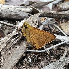 Timoconia flammeata (Bright Shield-skipper) at Budawang, NSW - 29 Dec 2024 by MatthewFrawley