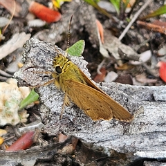 Timoconia flammeata at Budawang, NSW - 29 Dec 2024