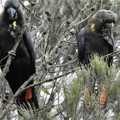 Calyptorhynchus lathami lathami (Glossy Black-Cockatoo) at High Range, NSW - 12 Mar 2019 by GITM3