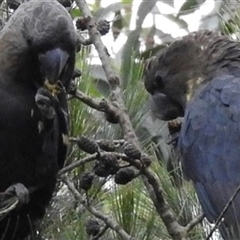 Calyptorhynchus lathami lathami at High Range, NSW - 13 Mar 2019