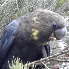 Calyptorhynchus lathami lathami at High Range, NSW - 13 Mar 2019