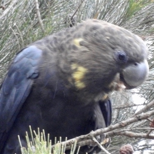 Calyptorhynchus lathami lathami at High Range, NSW - 13 Mar 2019