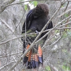 Calyptorhynchus lathami lathami at High Range, NSW - 13 Mar 2019