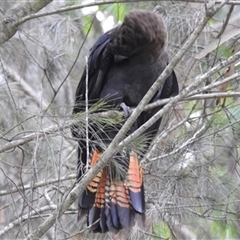 Calyptorhynchus lathami lathami at High Range, NSW - suppressed