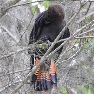 Calyptorhynchus lathami lathami at High Range, NSW - 13 Mar 2019