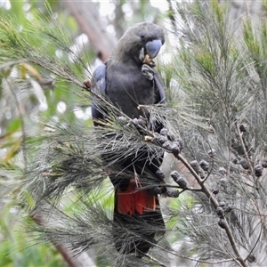 Calyptorhynchus lathami lathami at High Range, NSW - 13 Mar 2019