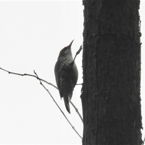 Cormobates leucophaea at Rainbow Flat, NSW - 28 Dec 2024 06:09 AM