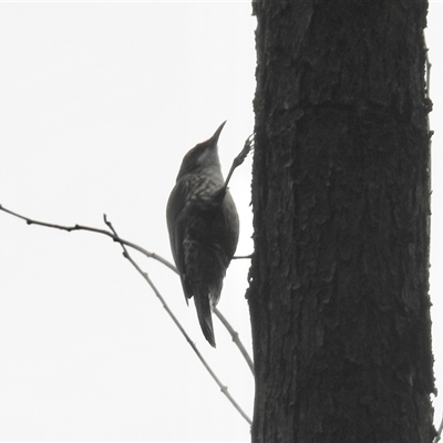 Cormobates leucophaea (White-throated Treecreeper) at Rainbow Flat, NSW - 28 Dec 2024 by KMcCue