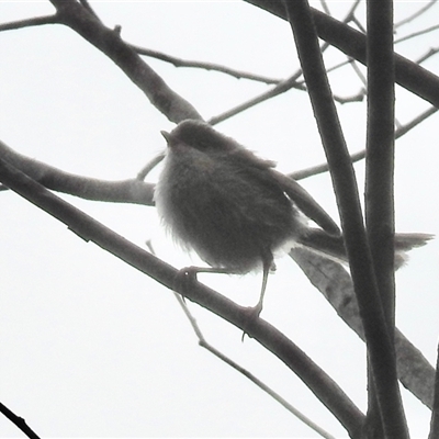 Malurus cyaneus (Superb Fairywren) at Rainbow Flat, NSW - 28 Dec 2024 by KMcCue