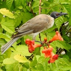 Philemon corniculatus (Noisy Friarbird) at Rainbow Flat, NSW - 28 Dec 2024 by KMcCue
