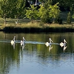 Pelecanus conspicillatus (Australian Pelican) at Coombs, ACT - 29 Dec 2024 by TriciaE