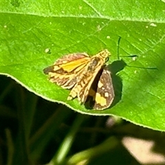 Ocybadistes walkeri (Green Grass-dart) at Virginia, QLD - 23 Dec 2024 by KMcCue