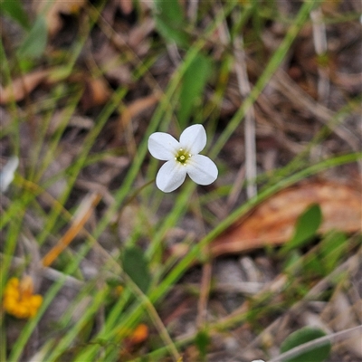 Mitrasacme polymorpha (Varied Mitrewort) at Budawang, NSW - 29 Dec 2024 by MatthewFrawley