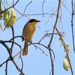 Lichenostomus melanops (Yellow-tufted Honeyeater) at Chiltern, VIC - 27 Dec 2024 by KylieWaldon