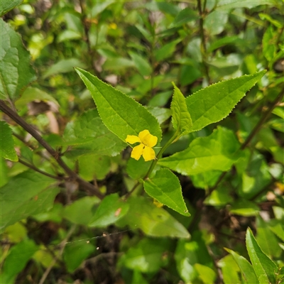 Goodenia ovata (Hop Goodenia) at Budawang, NSW - 29 Dec 2024 by MatthewFrawley