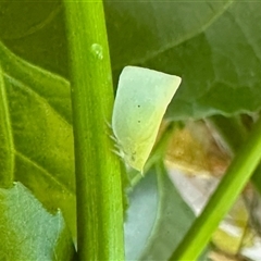 Siphanta acuta (Green planthopper, Torpedo bug) at Virginia, QLD - 22 Dec 2024 by KMcCue