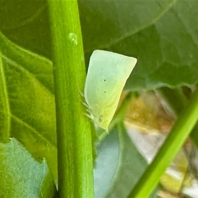 Siphanta acuta (Green planthopper, Torpedo bug) at Virginia, QLD - 22 Dec 2024 by KMcCue