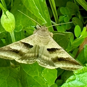 Mocis trifasciata at Virginia, QLD - 23 Dec 2024