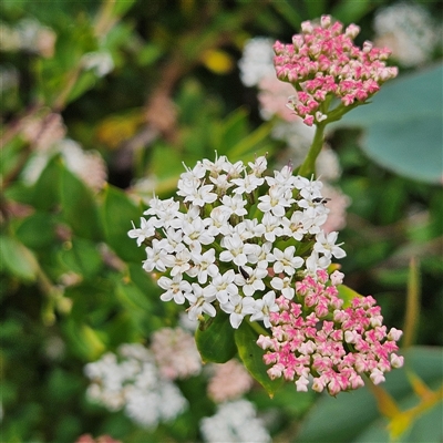 Platysace lanceolata (Shrubby Platysace) at Budawang, NSW - 29 Dec 2024 by MatthewFrawley