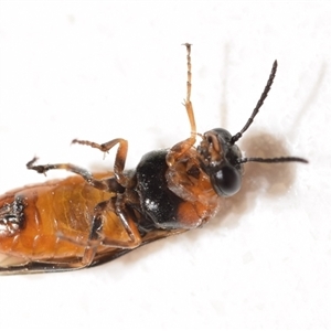 Neoeurys variabilis at Jerrabomberra, NSW - suppressed