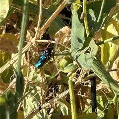 Austroscolia soror (Blue Flower Wasp) at Mawson, ACT - 30 Dec 2024 by kerrie