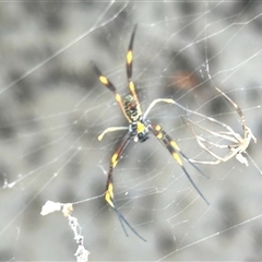 Trichonephila plumipes (Golden orb weaver) at Nudgee Beach, QLD - 21 Dec 2024 by KMcCue