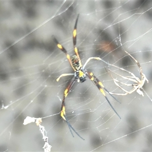 Trichonephila plumipes at Nudgee Beach, QLD - 21 Dec 2024