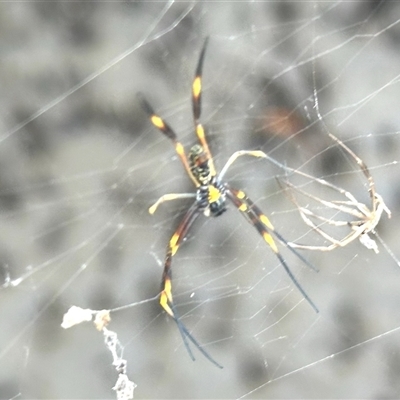 Trichonephila plumipes (Golden orb weaver) at Nudgee Beach, QLD - 21 Dec 2024 by KMcCue