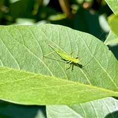 Grylloidea (superfamily) (Unidentified cricket) at Virginia, QLD - 23 Dec 2024 by KMcCue