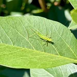 Grylloidea (superfamily) at Virginia, QLD - 23 Dec 2024