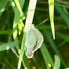 Zizina otis (Common Grass-Blue) at Nudgee Beach, QLD - 21 Dec 2024 by KMcCue