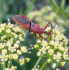 Gminatus australis (Orange assassin bug) at Higgins, ACT - 29 Dec 2024 by Jennybach