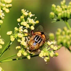 Eristalinus punctulatus (Golden Native Drone Fly) at Higgins, ACT - 29 Dec 2024 by Jennybach