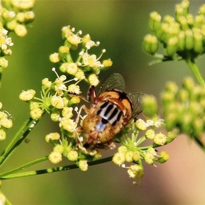 Eristalinus punctulatus (Golden Native Drone Fly) at Higgins, ACT - 28 Dec 2024 by Jennybach