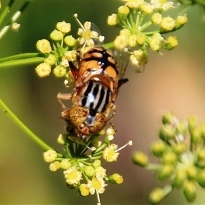 Eristalinus punctulatus at Higgins, ACT - 29 Dec 2024