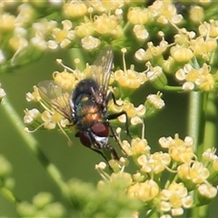 Unidentified True fly (Diptera) at Higgins, ACT - 28 Dec 2024 by Jennybach