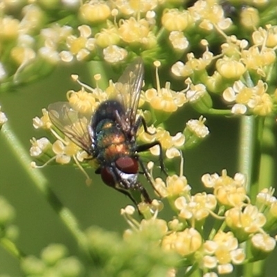 Unidentified True fly (Diptera) at Higgins, ACT - 28 Dec 2024 by Jennybach