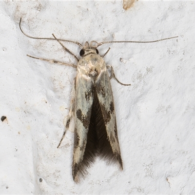 Stathmopoda (genus) (A curved-horn moth) at Melba, ACT - 26 Dec 2024 by kasiaaus