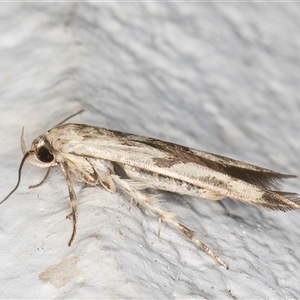 Stathmopoda (genus) at Melba, ACT - 26 Dec 2024 10:53 PM