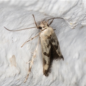 Stathmopoda (genus) at Melba, ACT - 26 Dec 2024 10:53 PM