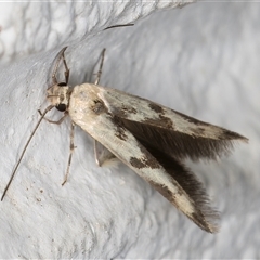 Stathmopoda (genus) at Melba, ACT - 26 Dec 2024 10:53 PM